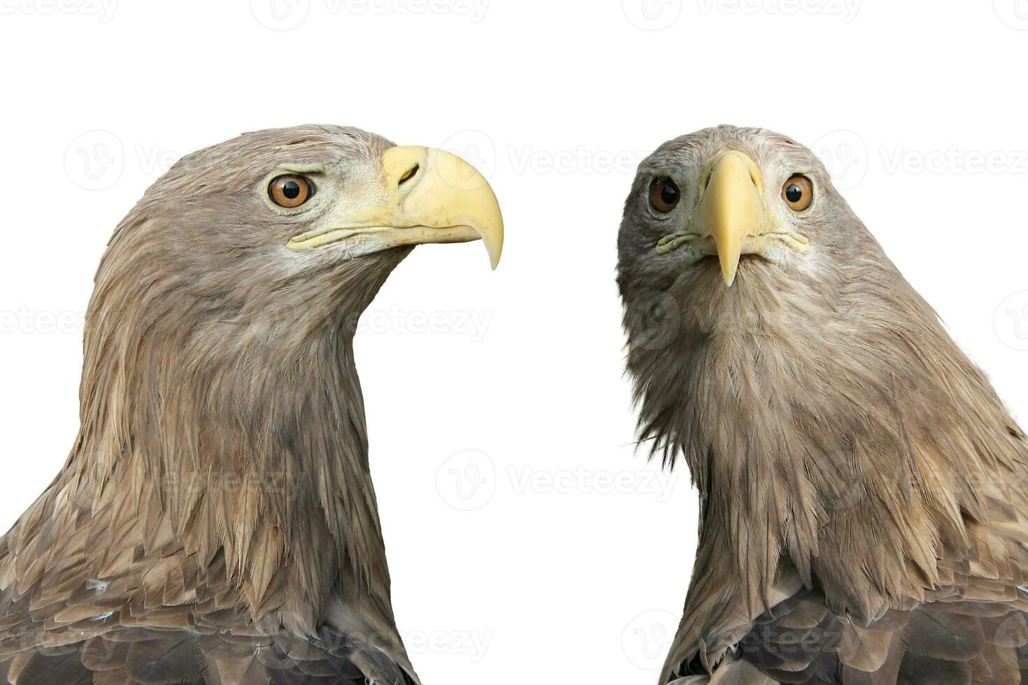 two bald eagles looking at each other on wight background photo