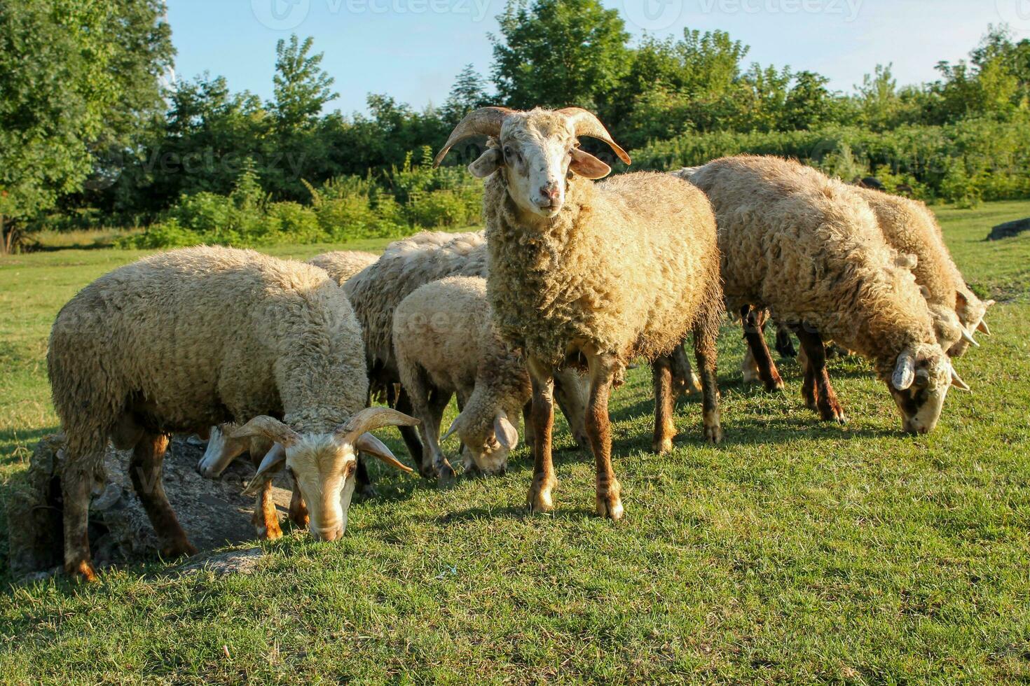 Flock of sheep grazing in meadow at sunset on Green Pasture. Idyllic Sunset photo