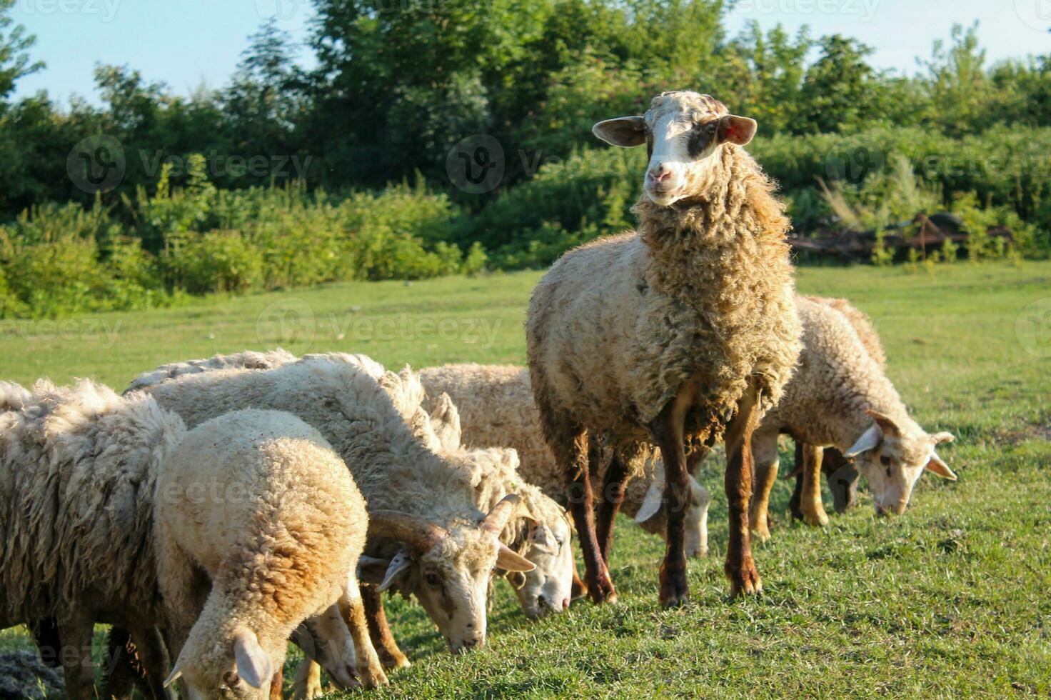 Flock of sheep grazing in meadow at sunset on Green Pasture. Idyllic Sunset photo