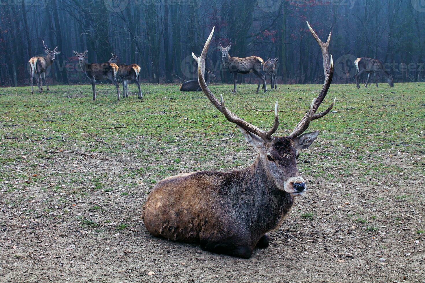 un masculino rojo ciervo cervus elaphus con grande cornamenta mentiras en contra el fondo de un pasto rebaño. grupos de ciervo, ciervo, ciervas rodeado por otoño bosque en niebla. salvaje grande ciervo de Europa en un pasto foto