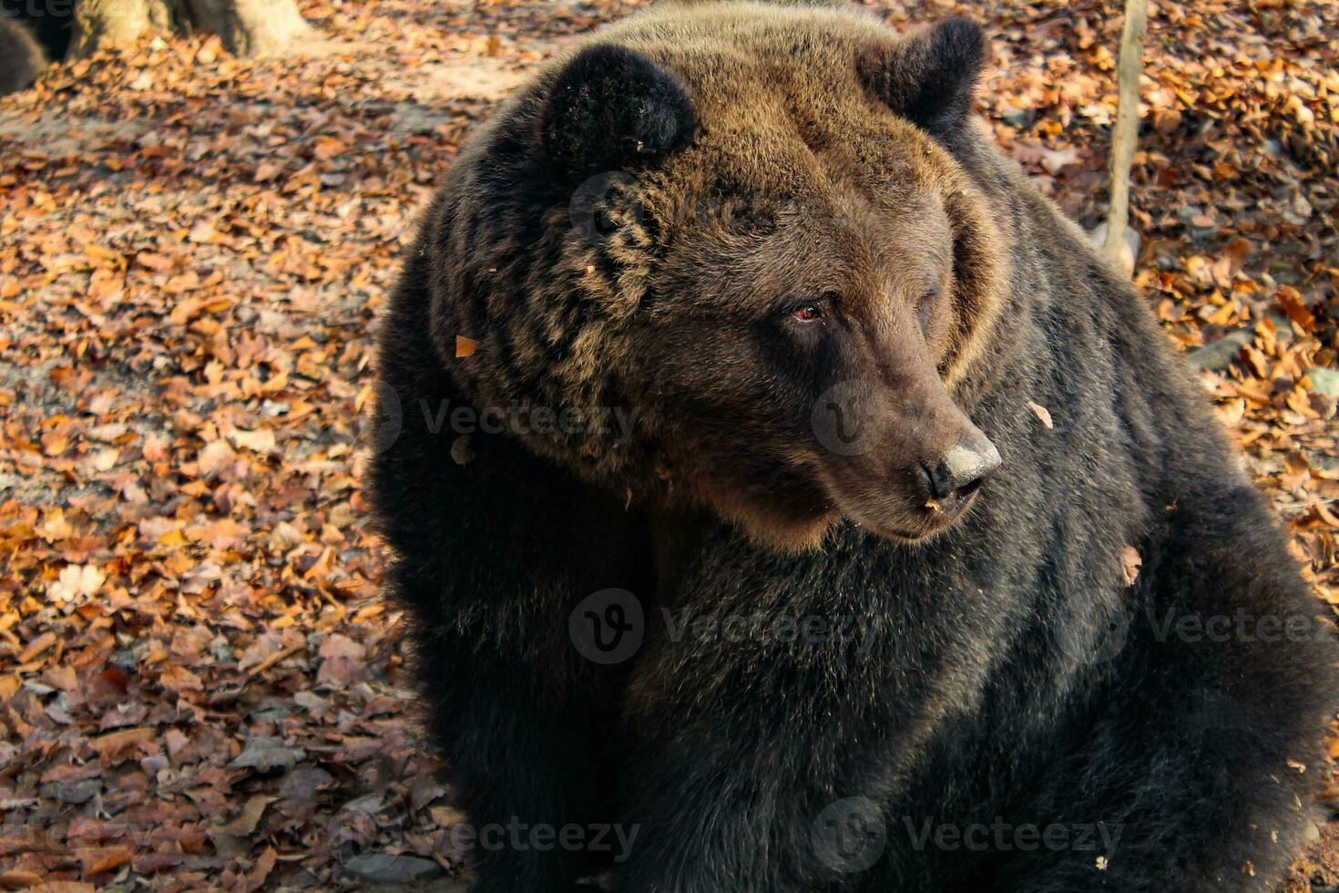 Brown bear Ursus arctos on autumn background. Wild grizzly in the zoo enclosure. adult bear photo