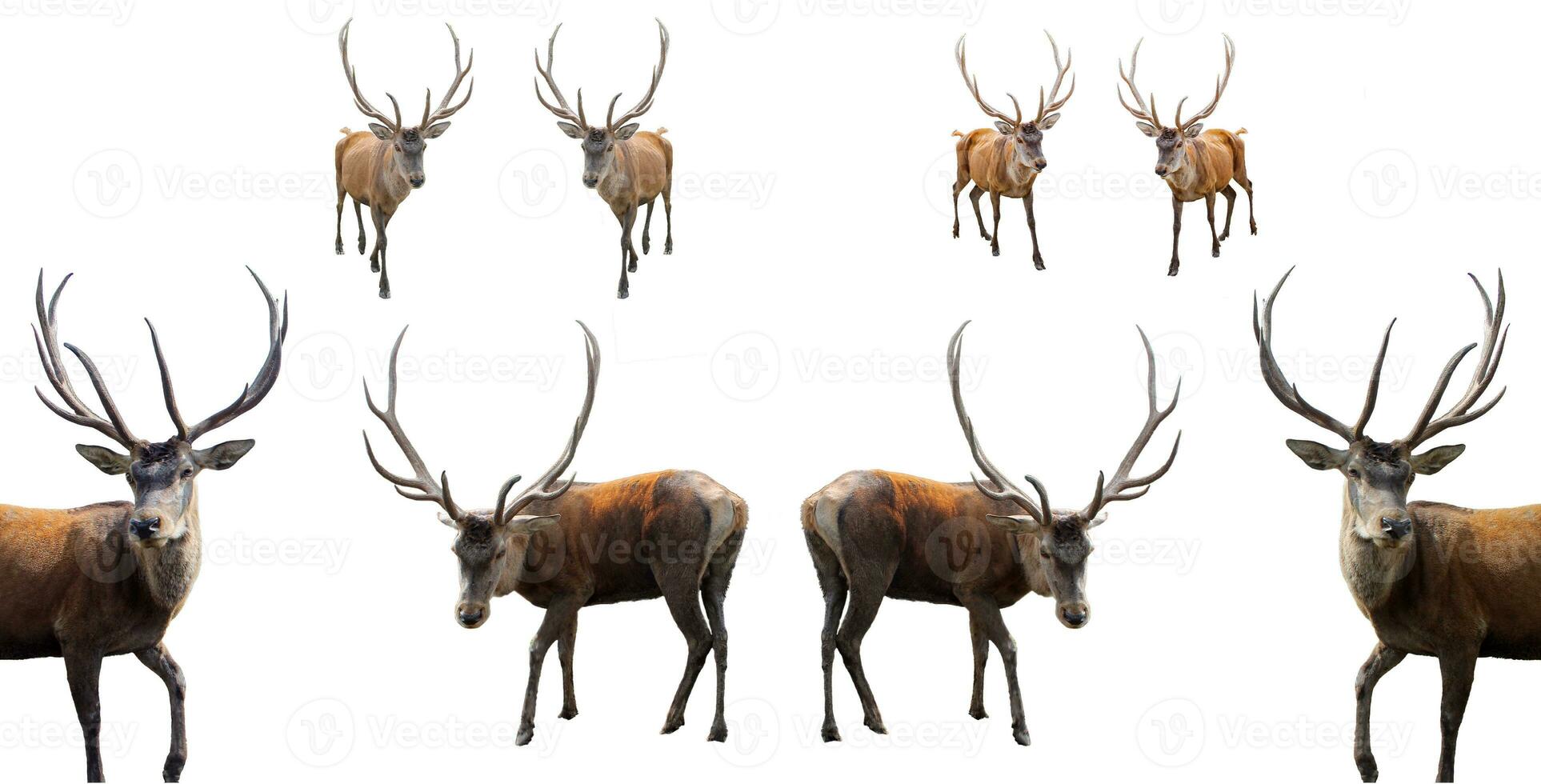a set of deer with large horns and antlers on wight background photo