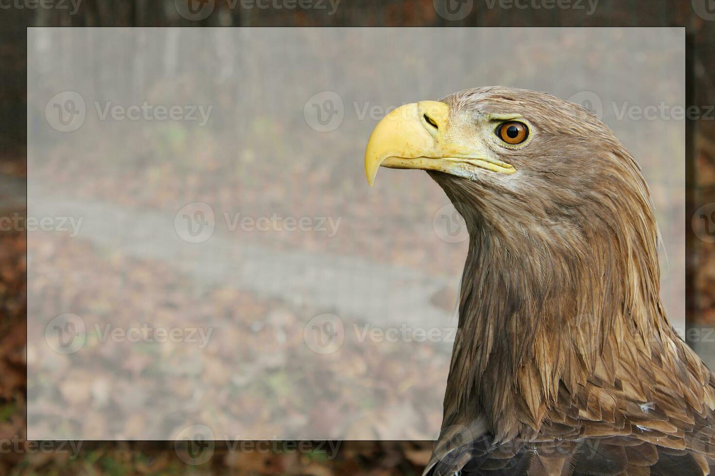 Adult White tailed eagle portrait in profile in the wild with frame. Copy place with Haliaeetus albicilla, AKA the ern, erne, gray eagle, Eurasian sea eagle, white-tailed sea-eagle close-up photo