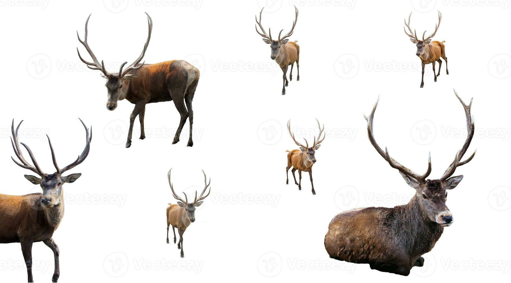 Set of Red deer on a white background. Adult male red deer stag or hart looking into the frame, isolated on white background for design. Cervus elaphus the largest deer species photo