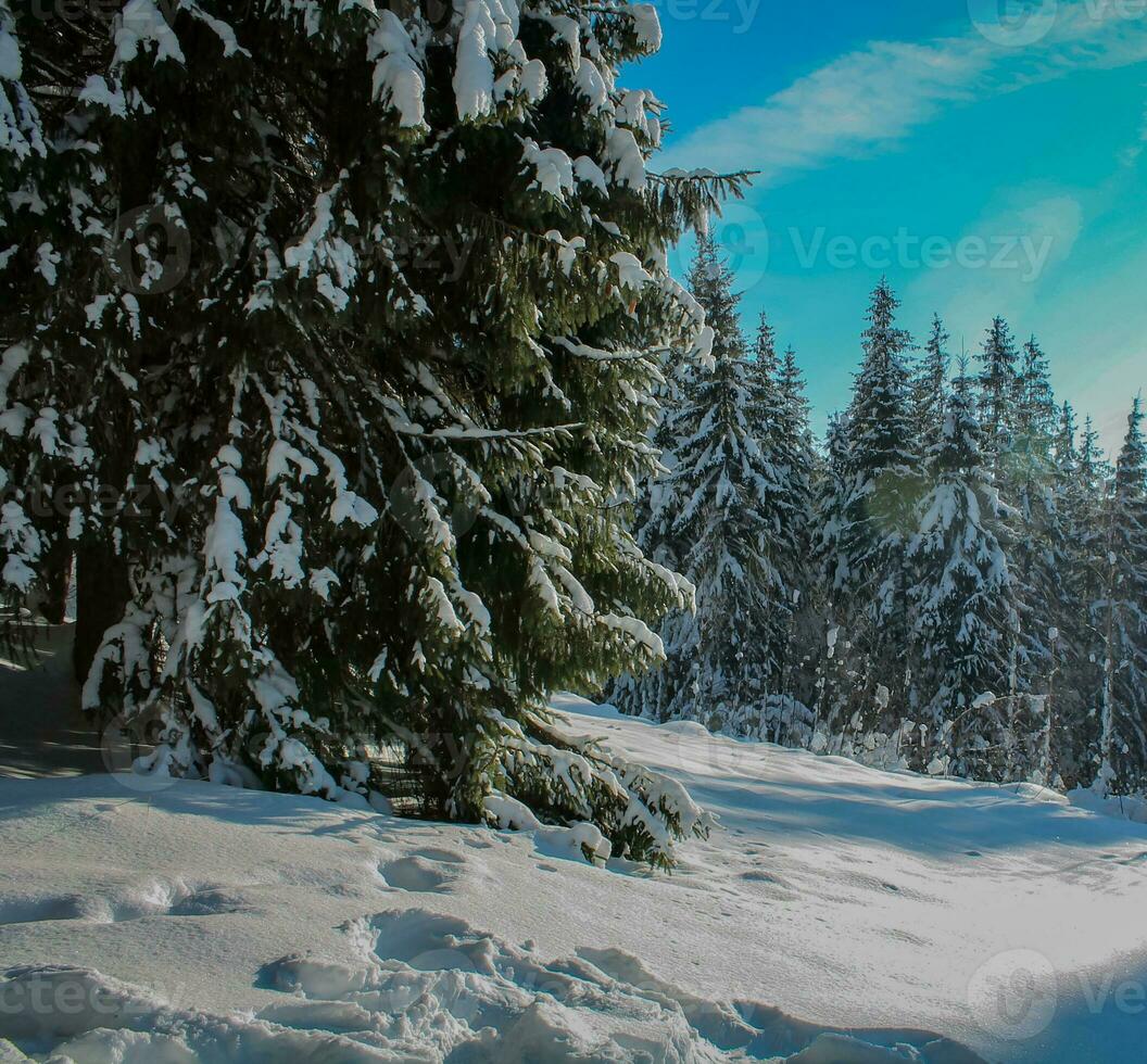 invierno paisaje de un Nevado bosque en un soleado día en el cárpato montañas. Fresco nieve en el montañas en el Mañana luz de sol. Navidad fondo, nuevo año atmósfera foto