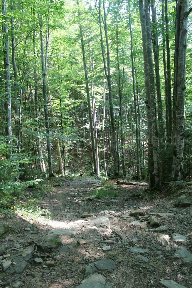 view of a forest with deciduous and coniferous trees, stones, rocks, moss, ferns, fallen trees, light breaks through the crown. Forest atmosphere, vacation, outdoor activities, wildlife, harmony photo
