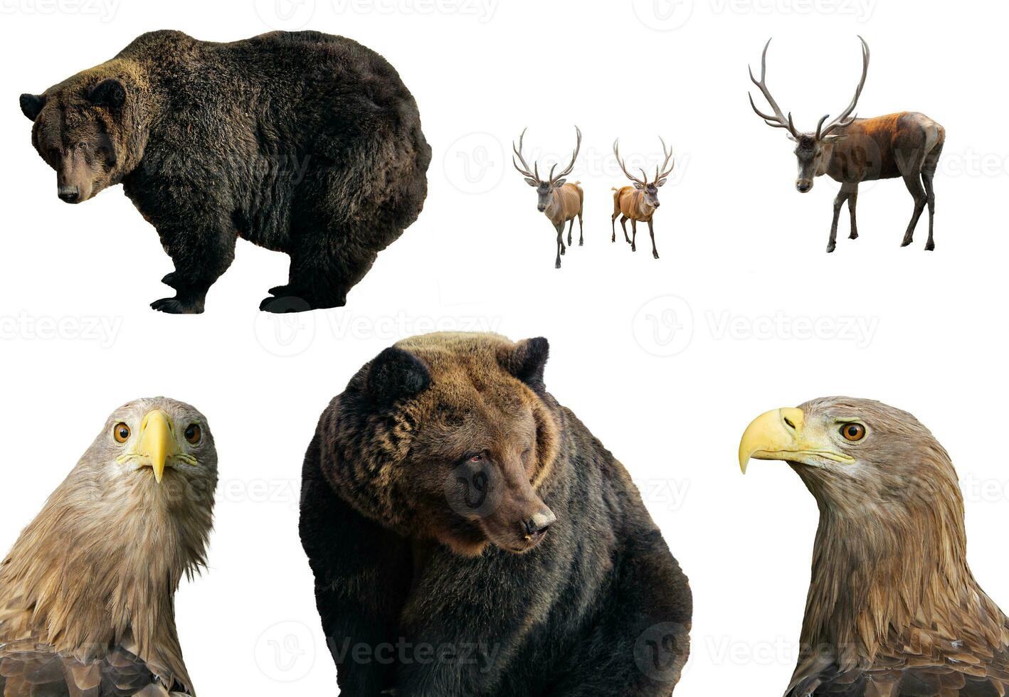 Set of photos of wild animals isolated on white background. Large brown bear, male red deer stag or hart, white-tailed eagle in various positions