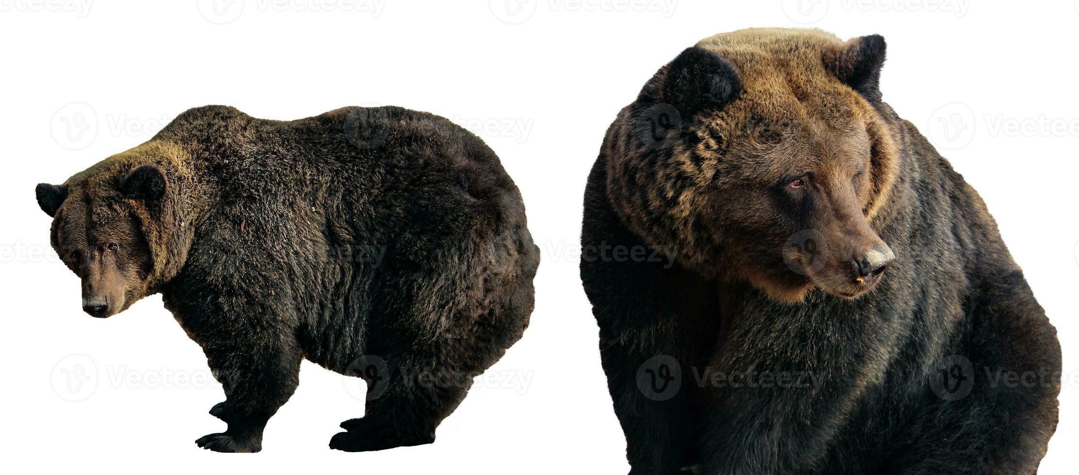 Set of Big brown bears isolated on white background, Ursus arctos. Grizzly in different poses for design photo