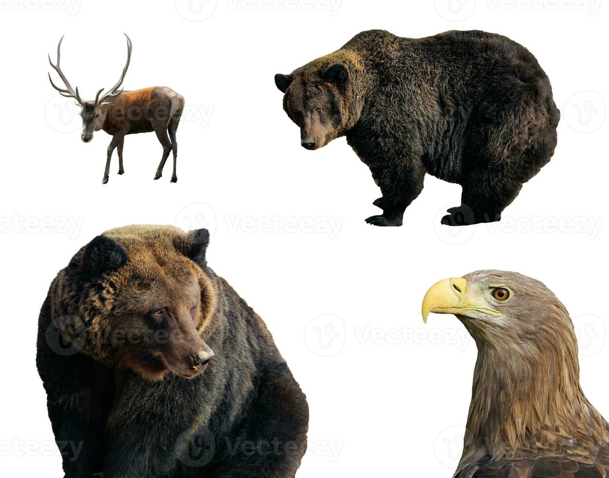 Set of photos of wild animals isolated on white background. Large brown bear, male red deer stag or hart, white-tailed eagle in various positions