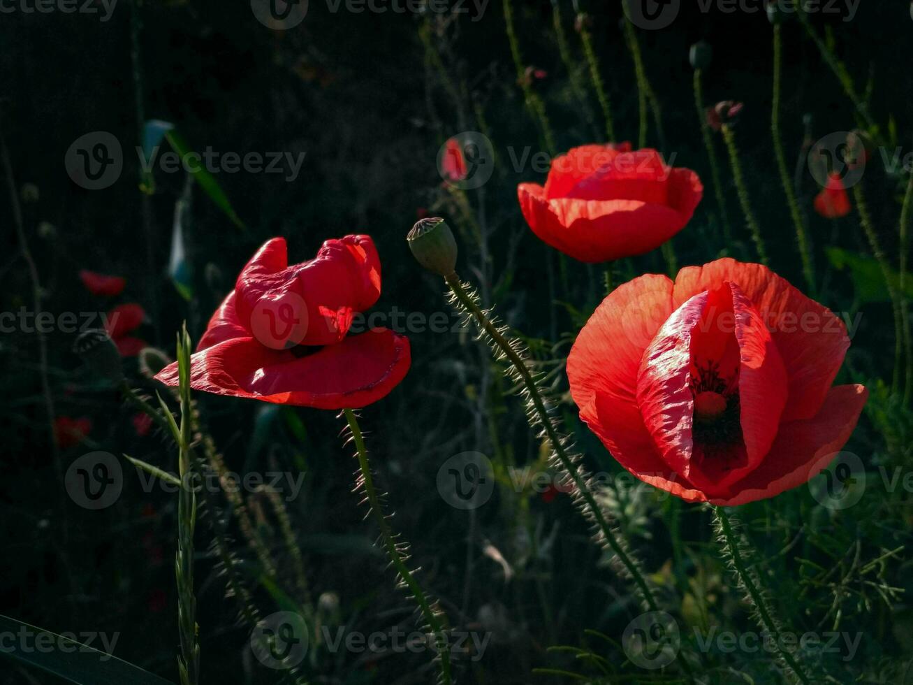 Red Poppy in a Natural Meadow - A Symbol of Memory and the Beauty of Wildflowers, with Copyspace for Spring and Summer photo