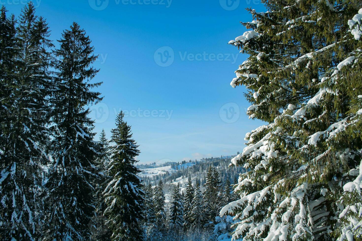 Winter landscape of a snowy forest on a sunny day in the Carpathian mountains. Fresh snow in the mountains in the morning sunlight. Christmas background, new year atmosphere photo