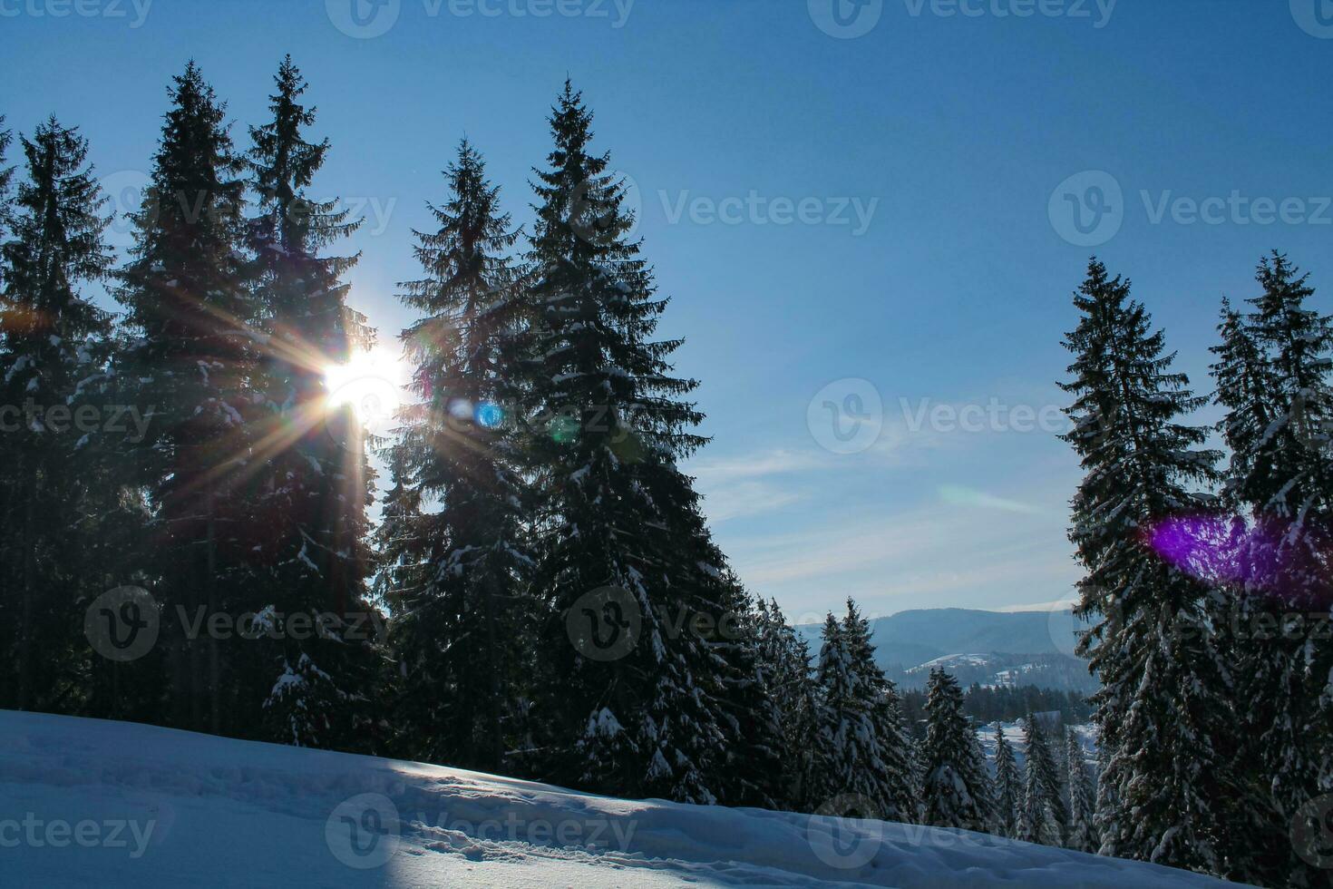 Winter landscape of a snowy forest on a sunny day in the Carpathian mountains. Fresh snow in the mountains in the morning sunlight. Christmas background, new year atmosphere photo