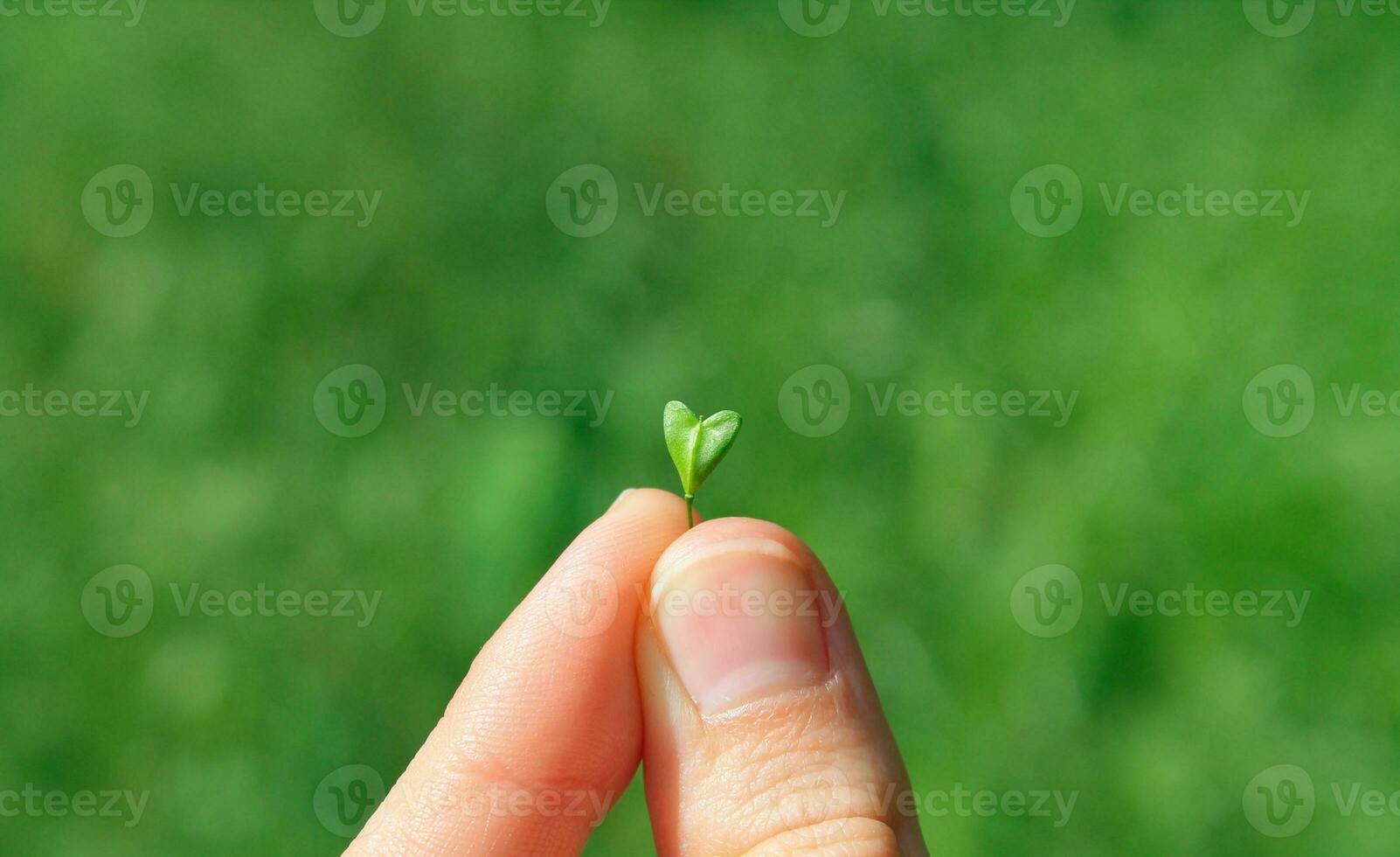 Fingers hold a leaf of a plant in the shape of a heart, close-up macro on a green background. Capsella leaf. Symbol of love, saving the planet, peace, eco lifestyle photo