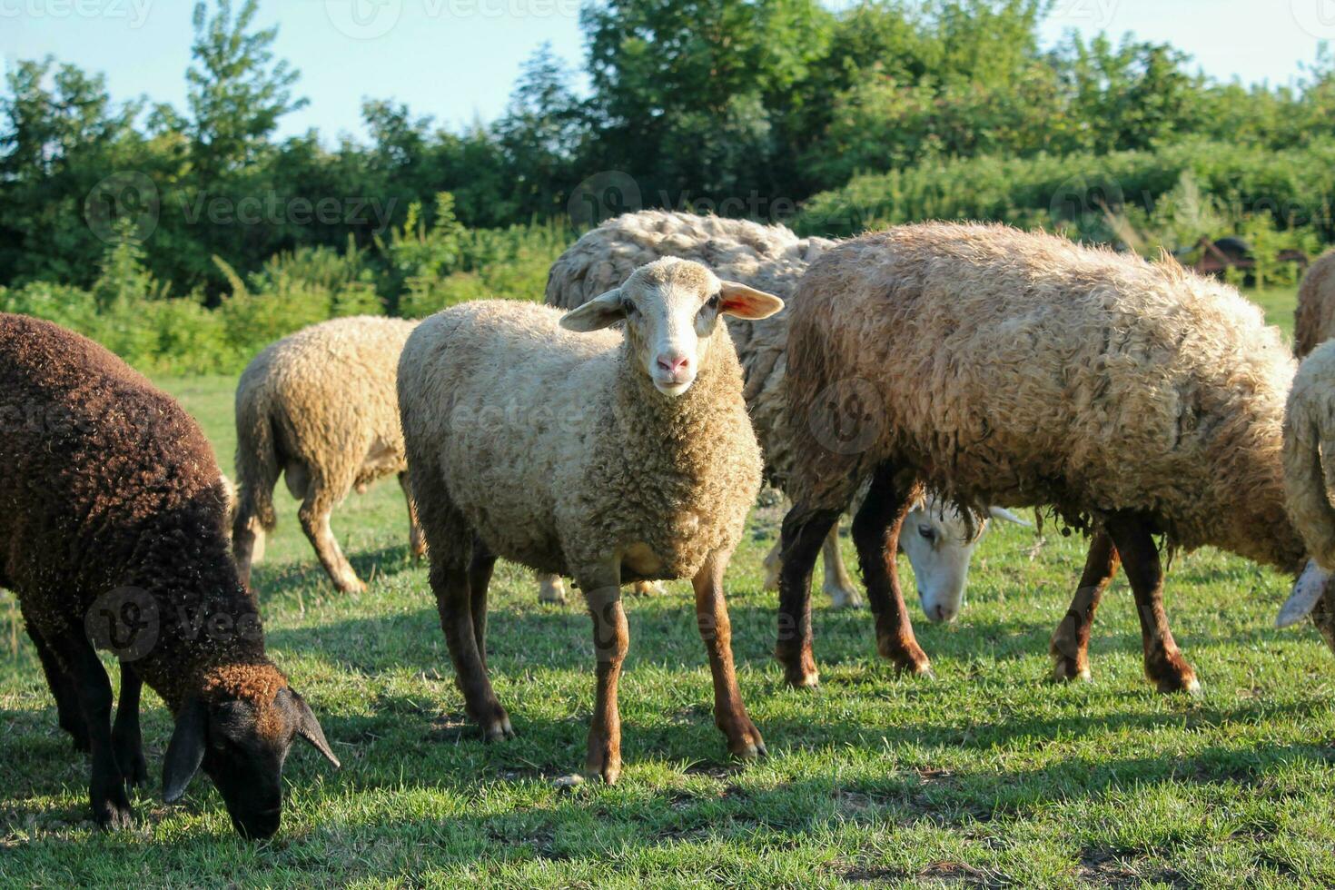 Peaceful Flock of Sheep Grazing in Serene Golden Hour Meadow. Sheep grazing at sunset. Nature farming photo