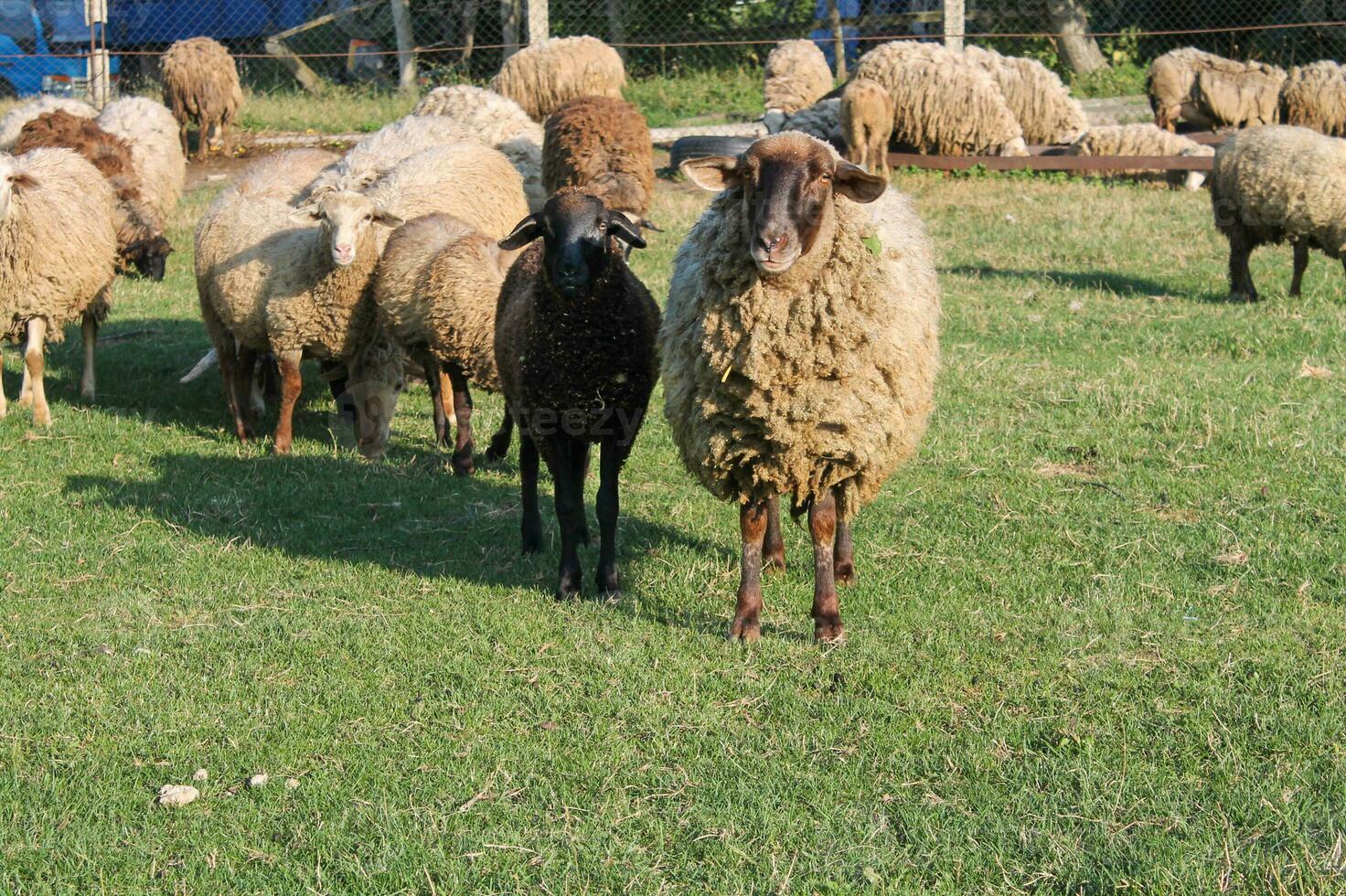Flock of sheep grazing in meadow at sunset on Green Pasture. Idyllic Sunset photo