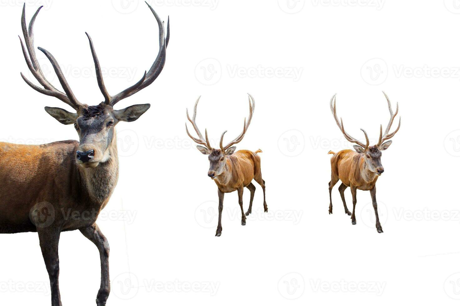 Set of Red deer on a white background. Adult male red deer stag or hart looking into the frame, isolated on white background for design. Cervus elaphus the largest deer species photo