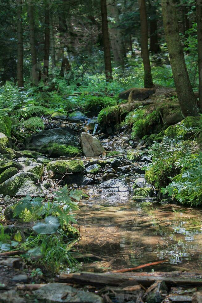 Pine Forest with Mountain River. Refreshing River Waters Flowing through Scenic Mountain Landscape. Nature's Hiking Pit Stop. Untouched Nature of the Carpathians. Murmuring of Water Brook photo