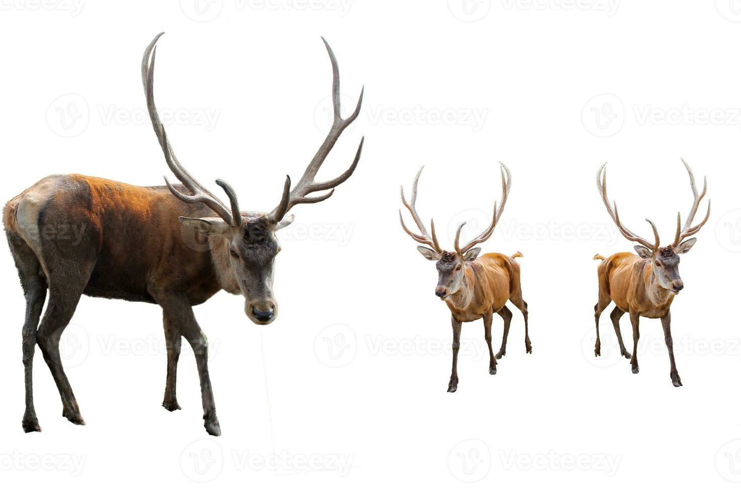 conjunto de rojo ciervo en un blanco antecedentes. adulto masculino rojo ciervo ciervo o ciervo mirando dentro el marco, aislado en blanco antecedentes para diseño. cervus elaphus el mas grande ciervo especies foto