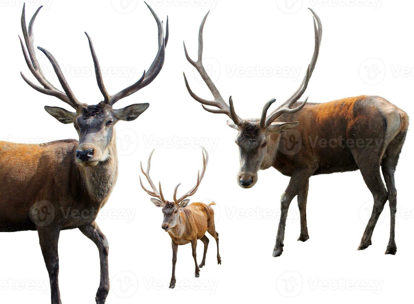 Set of Red deer on a white background. Adult male red deer stag or hart looking into the frame, isolated on white background for design. Cervus elaphus the largest deer species photo
