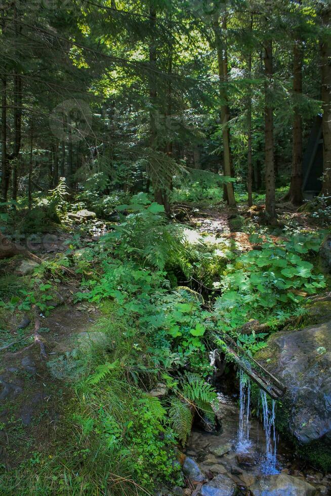 Pine Forest with Mountain River. Refreshing River Waters Flowing through Scenic Mountain Landscape. Nature's Hiking Pit Stop. Untouched Nature of the Carpathians. Murmuring of Water Brook photo