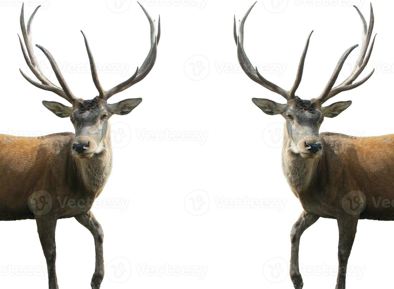 rojo ciervo en un blanco antecedentes. adulto masculino rojo ciervo ciervo o ciervo mirando dentro el marco, aislado en blanco antecedentes para diseño. cervus elaphus el mas grande ciervo especies foto