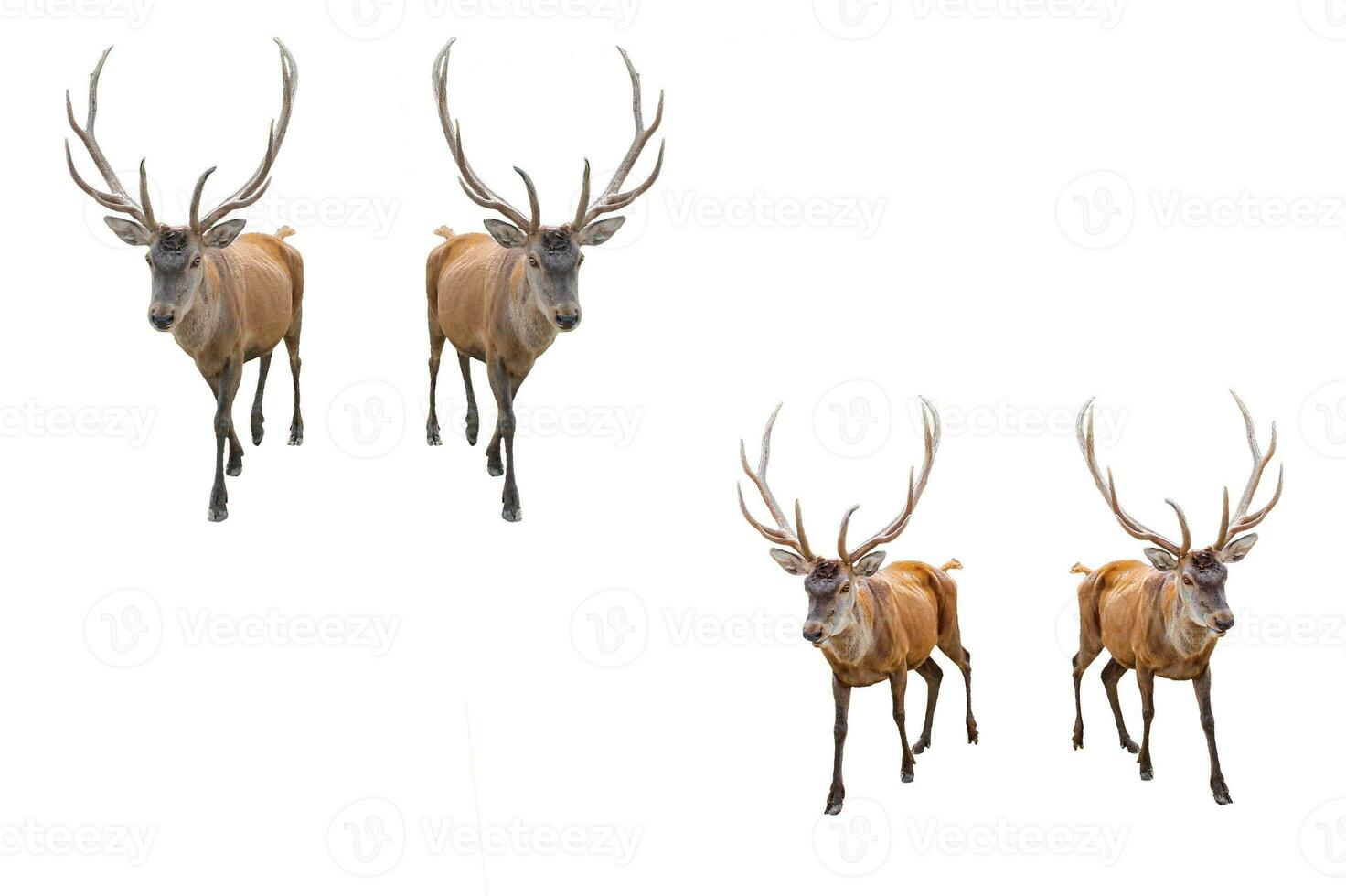 Set of Red deer on a white background. Adult male red deer stag or hart looking into the frame, isolated on white background for design. Cervus elaphus the largest deer species photo