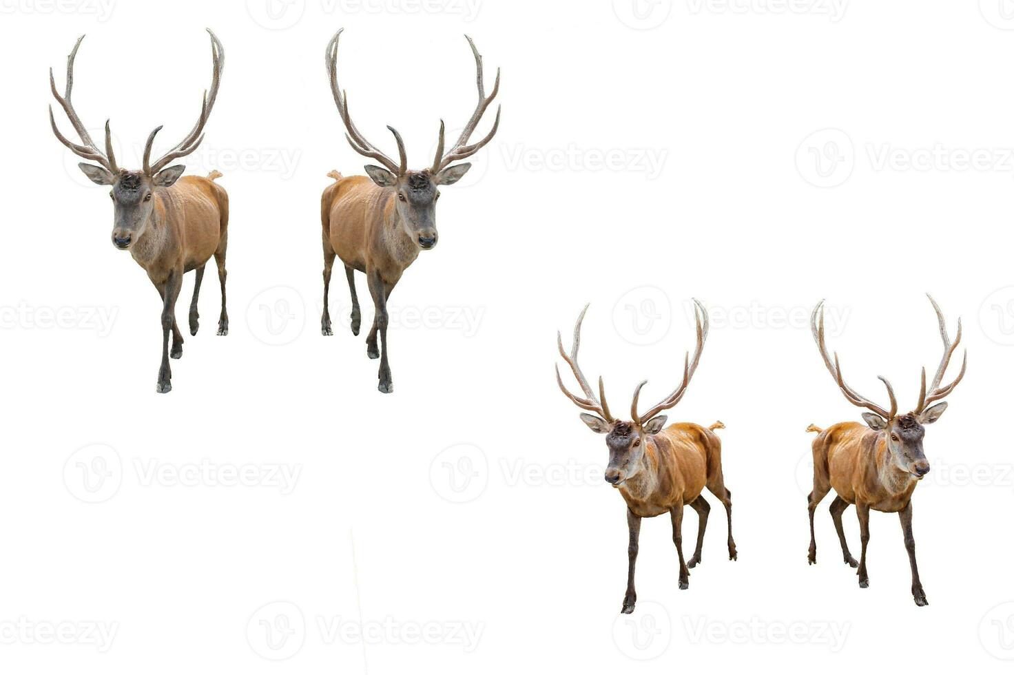 conjunto de rojo ciervo en un blanco antecedentes. adulto masculino rojo ciervo ciervo o ciervo mirando dentro el marco, aislado en blanco antecedentes para diseño. cervus elaphus el mas grande ciervo especies foto