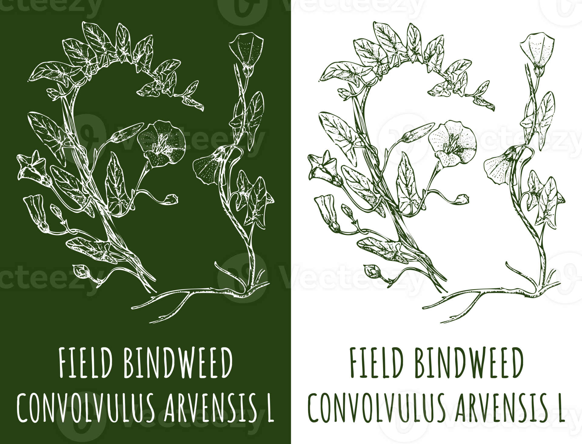 Drawings FIELD BINDWEED. Hand drawn illustration. Latin name