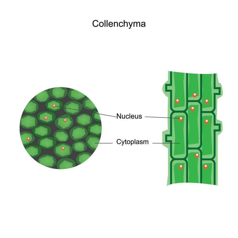 Collenchyma. Plant tissue providing flexible support, found in young stems and  leaves, characterized by elongated cells with thickened cell walls. vector