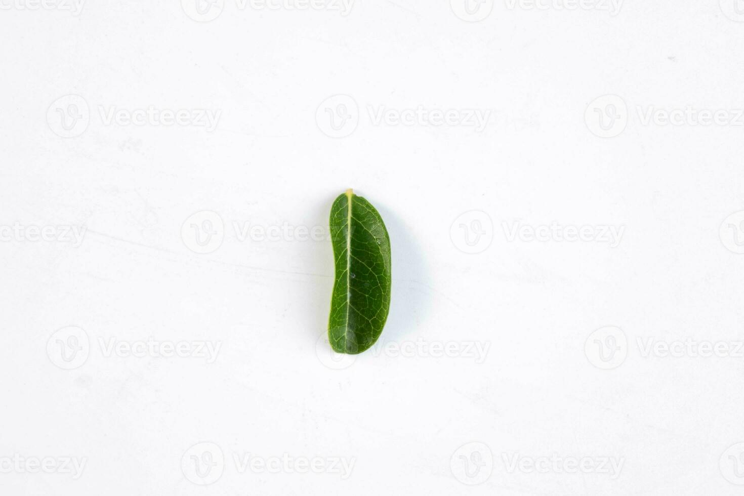 One green leaf of a tropical tree isolated on white background. photo