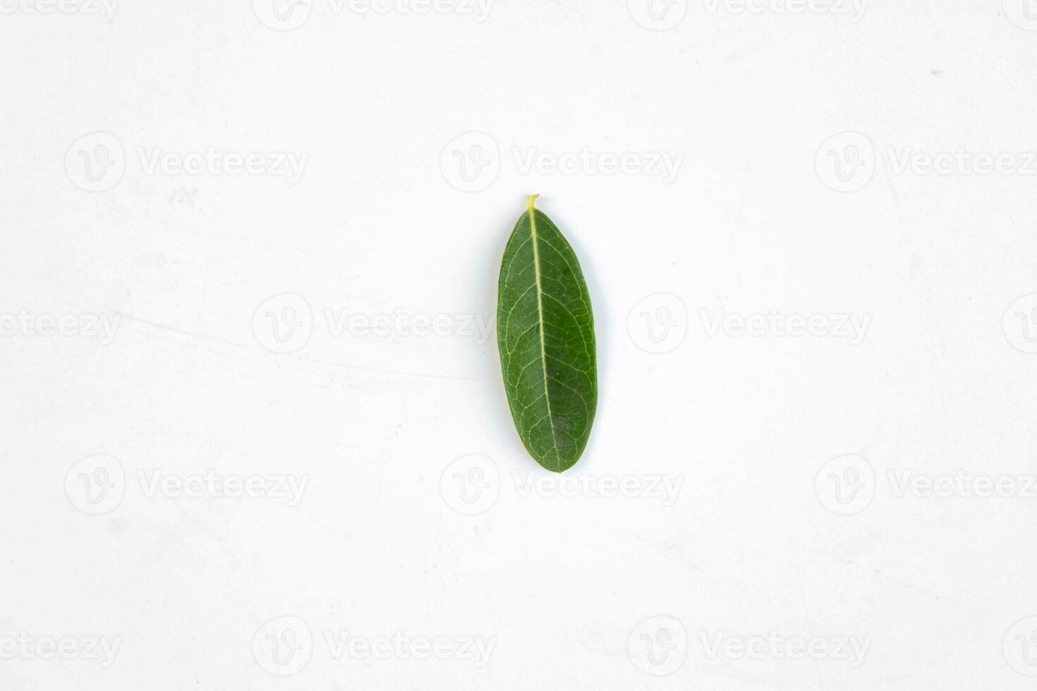 uno verde hoja de un tropical árbol aislado en blanco antecedentes. foto