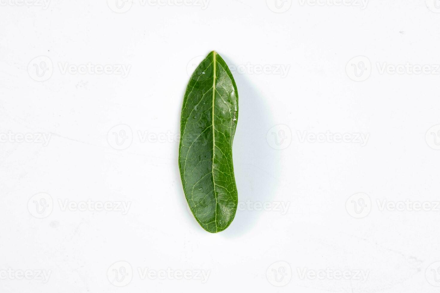 One green leaf of a tropical tree isolated on white background. photo