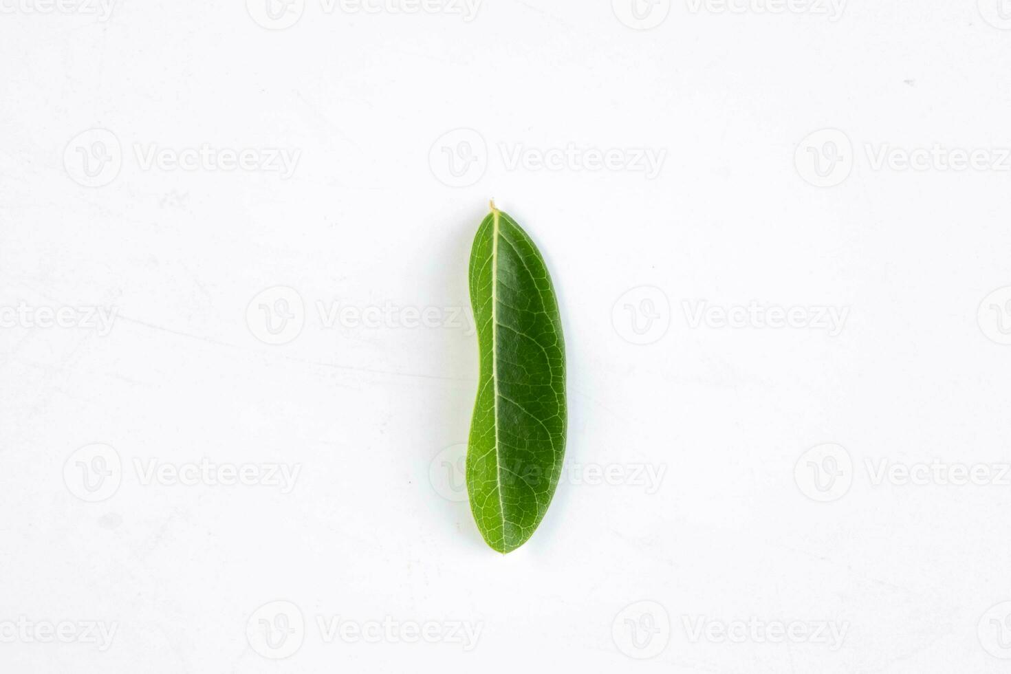 uno verde hoja de un tropical árbol aislado en blanco antecedentes. foto