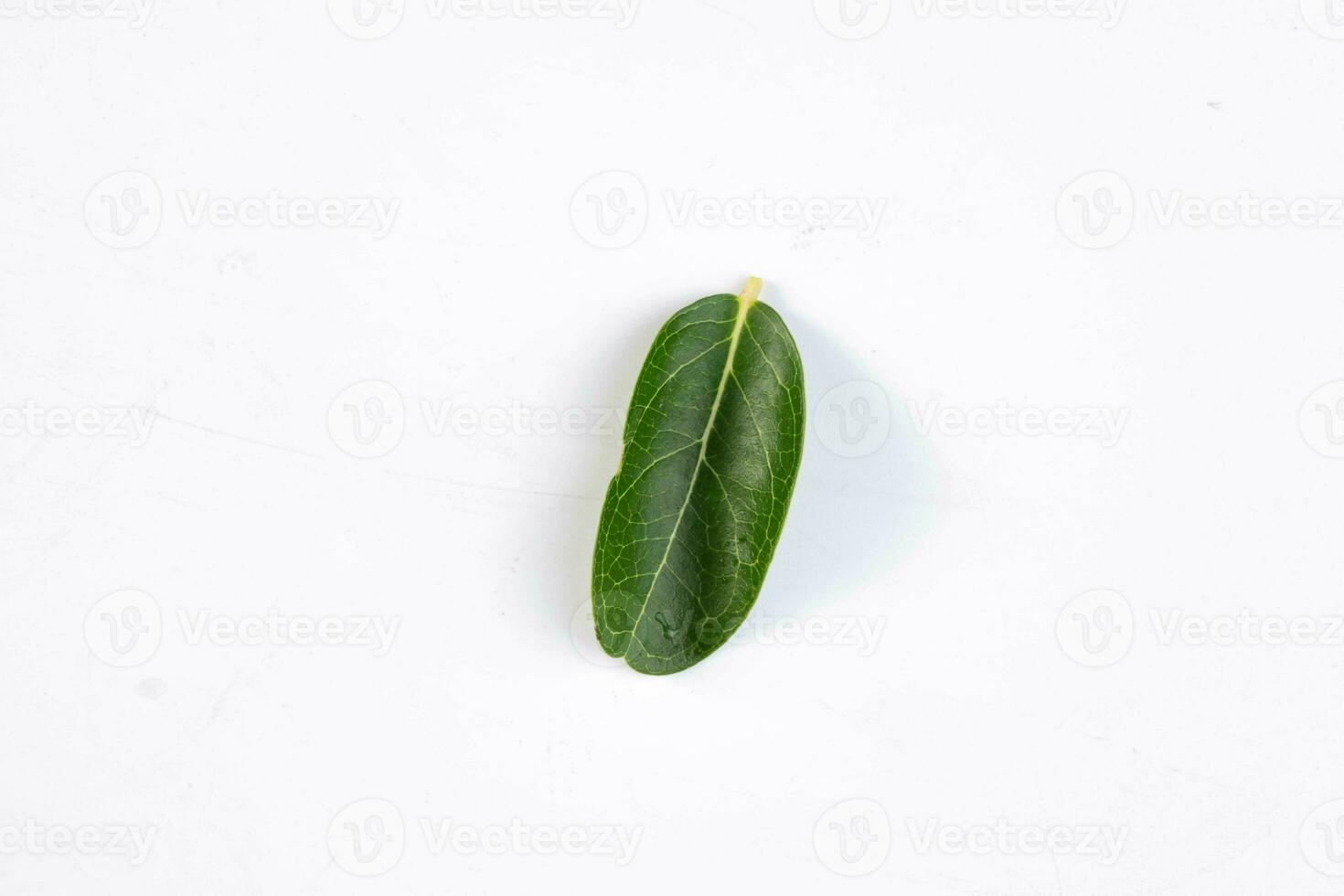 One green leaf of a tropical tree isolated on white background. photo