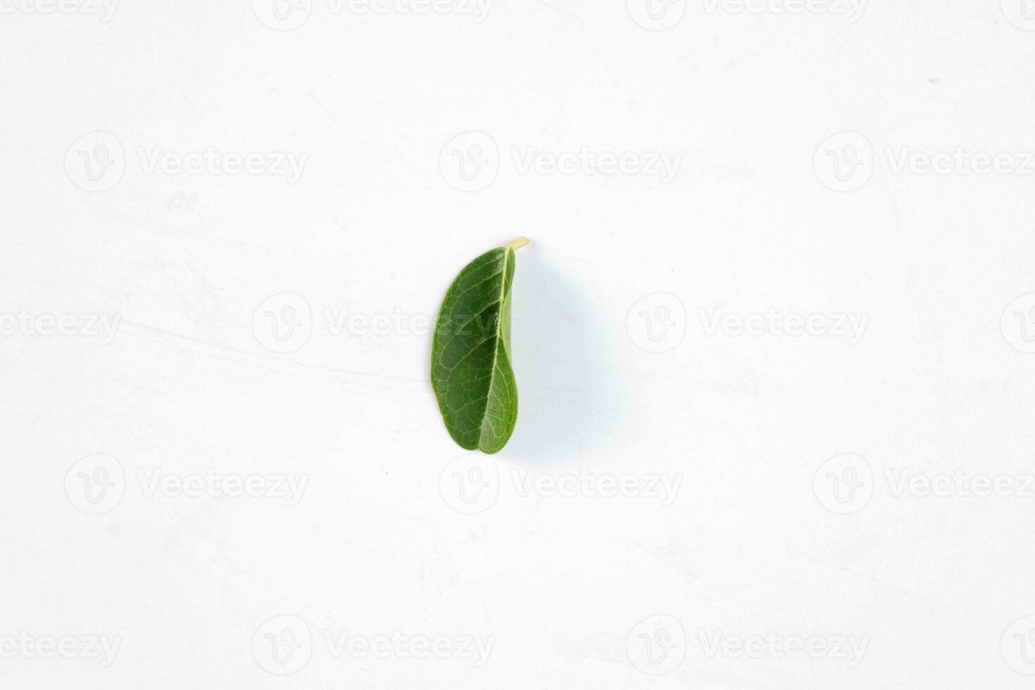 One green leaf of a tropical tree isolated on white background. photo