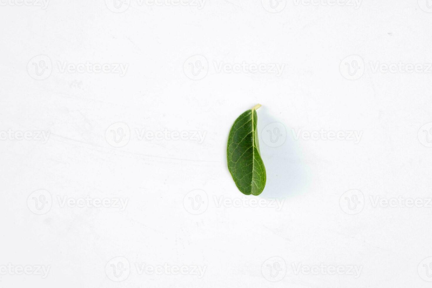 One green leaf of a tropical tree isolated on white background. photo