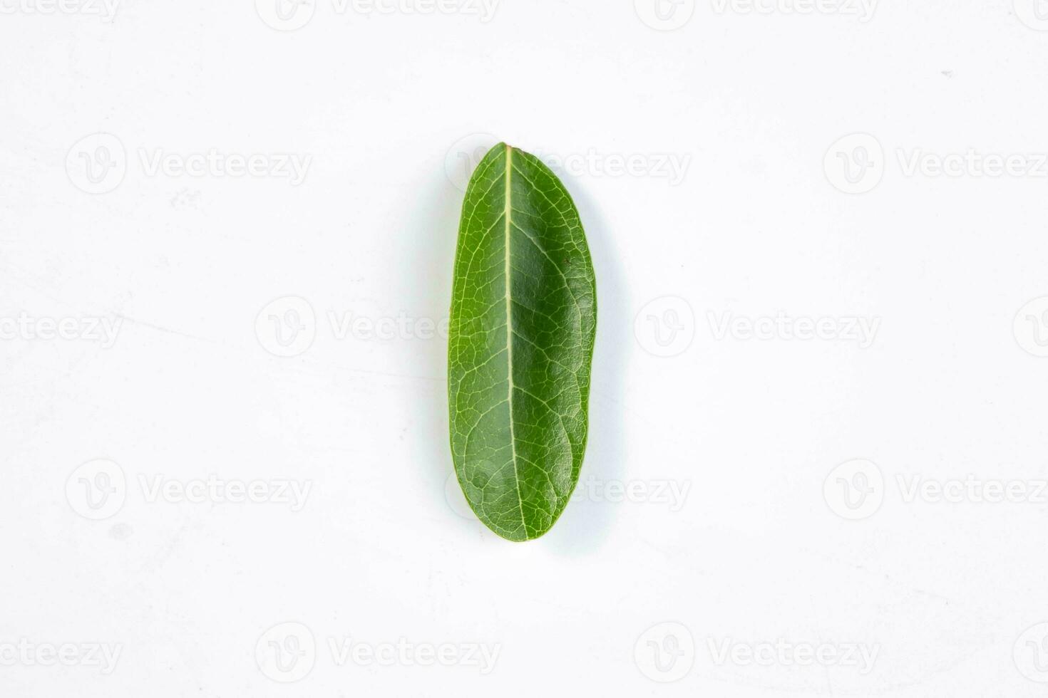 One green leaf of a tropical tree isolated on white background. photo