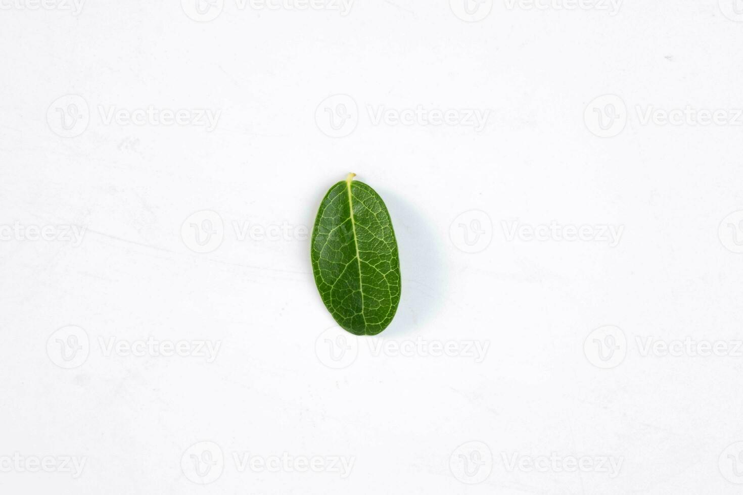 One green leaf of a tropical tree isolated on white background. photo