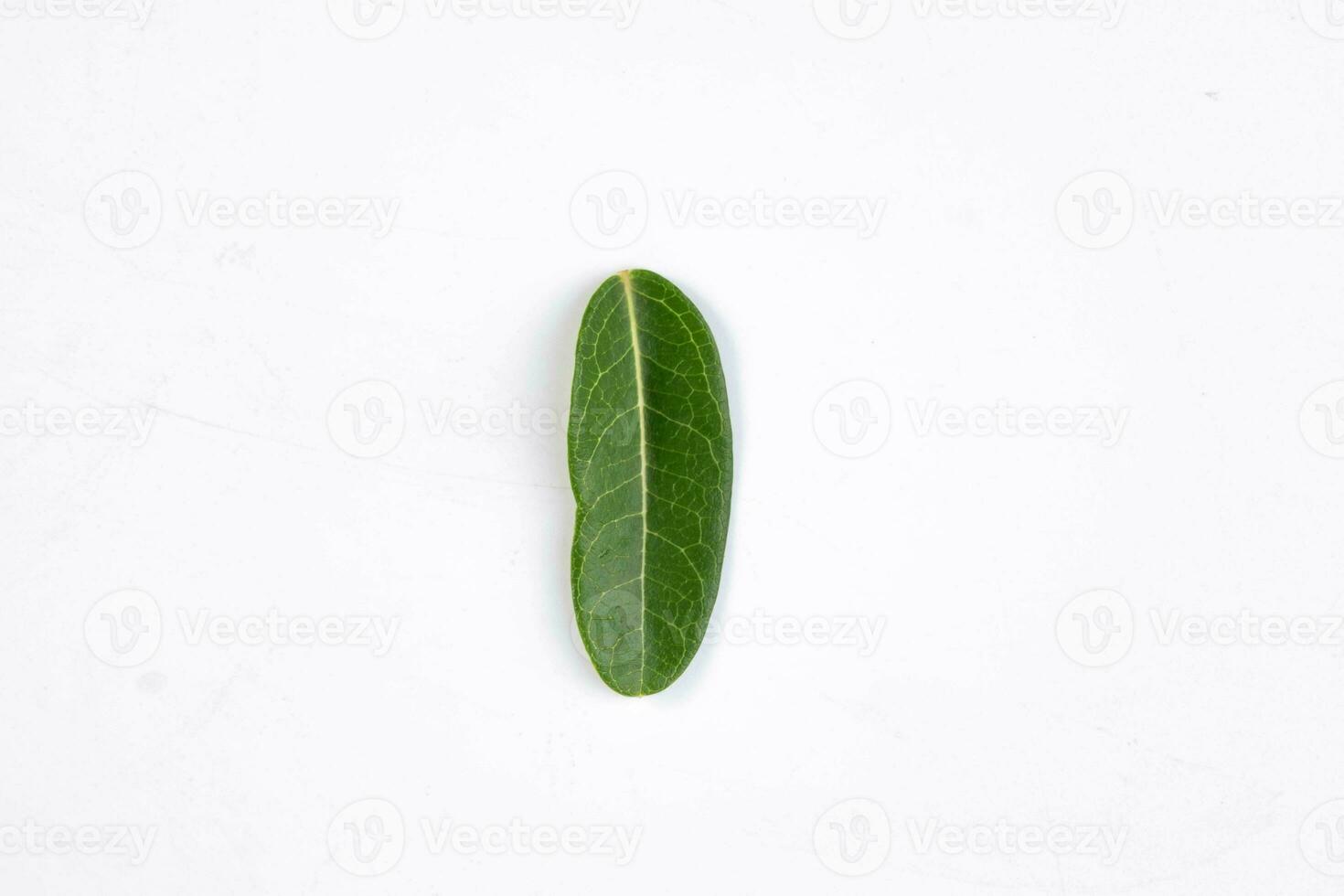 One green leaf of a tropical tree isolated on white background. photo