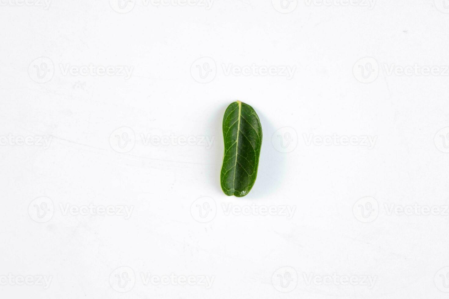 uno verde hoja de un tropical árbol aislado en blanco antecedentes. foto