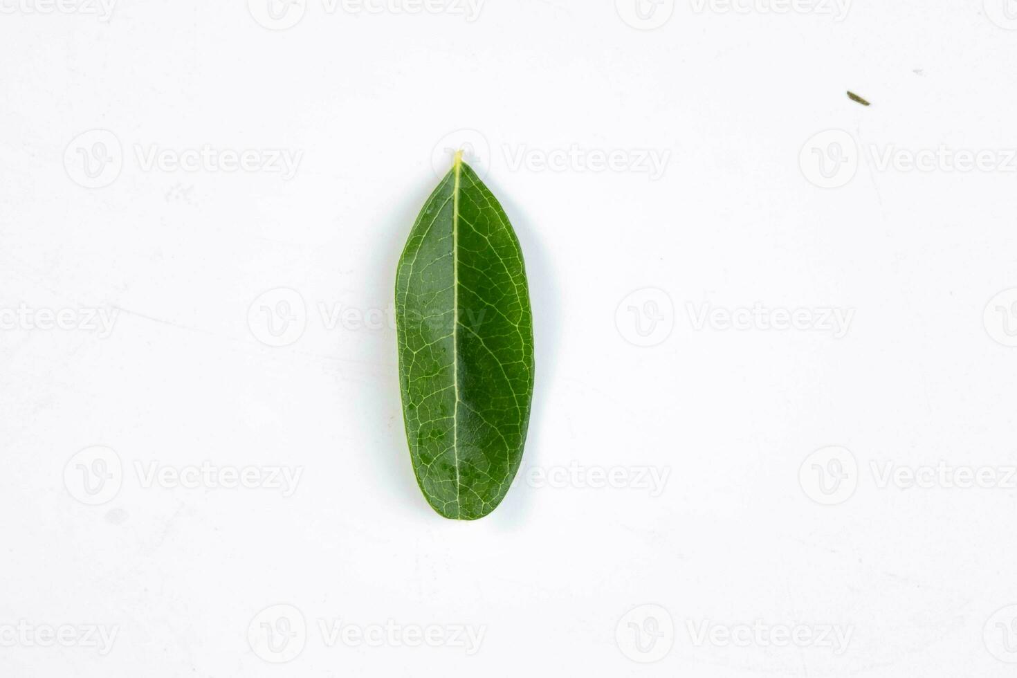 One green leaf of a tropical tree isolated on white background. photo
