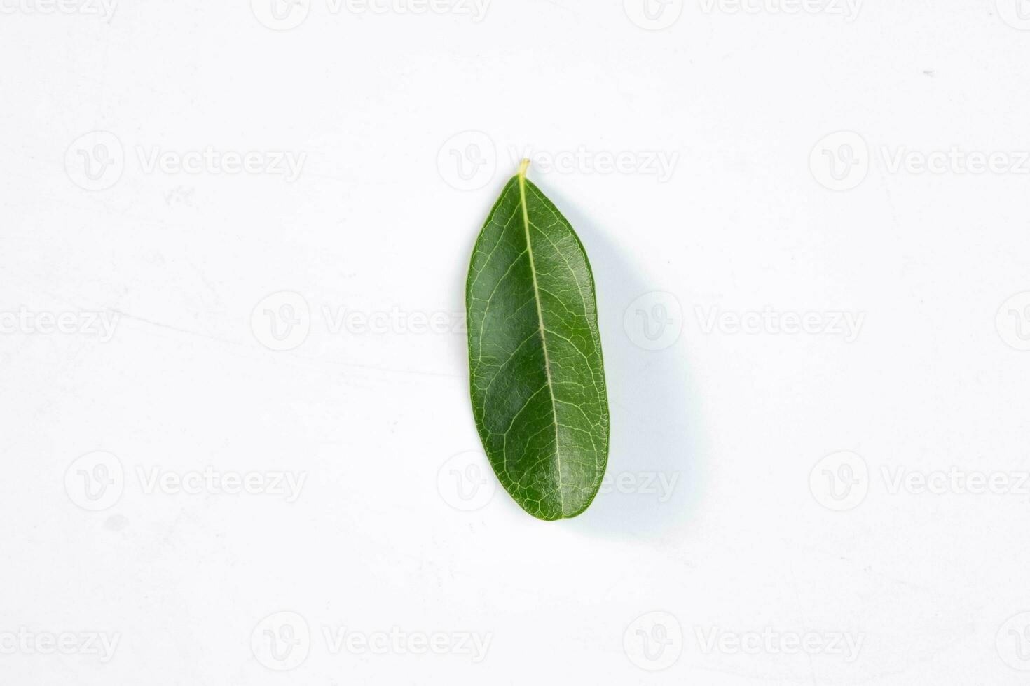 One green leaf of a tropical tree isolated on white background. photo