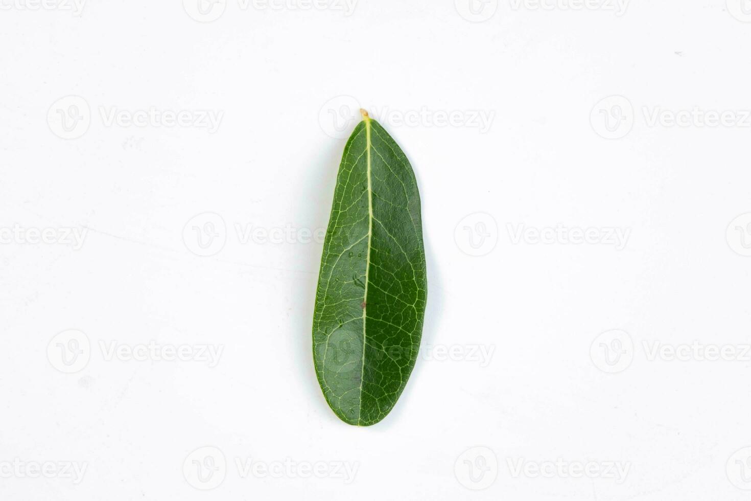 One green leaf of a tropical tree isolated on white background. photo