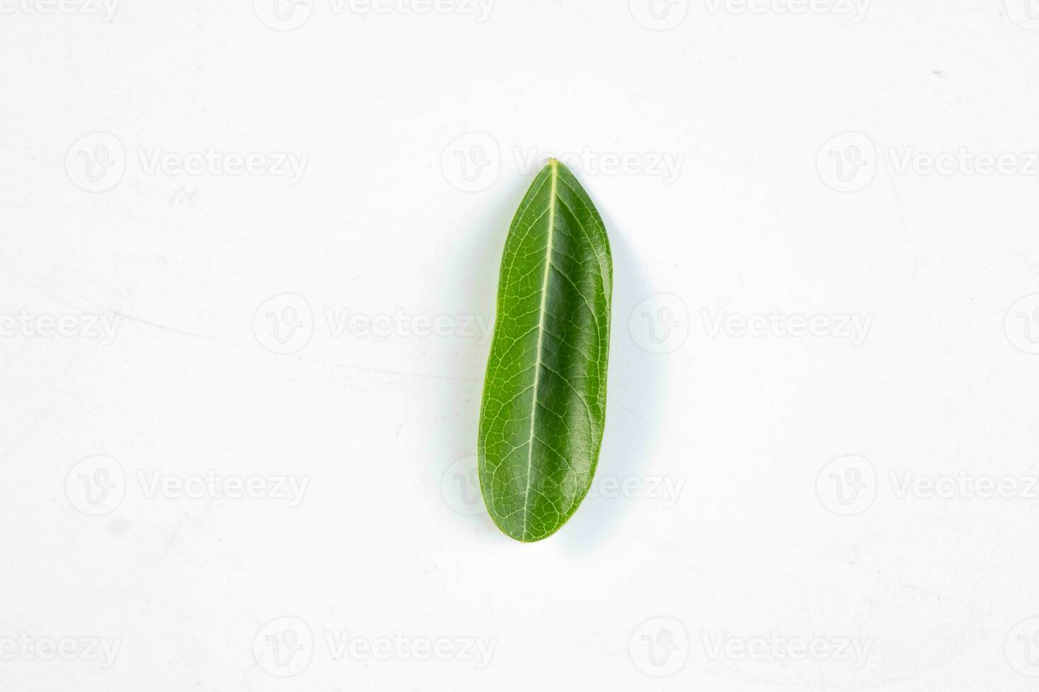 One green leaf of a tropical tree isolated on white background. photo