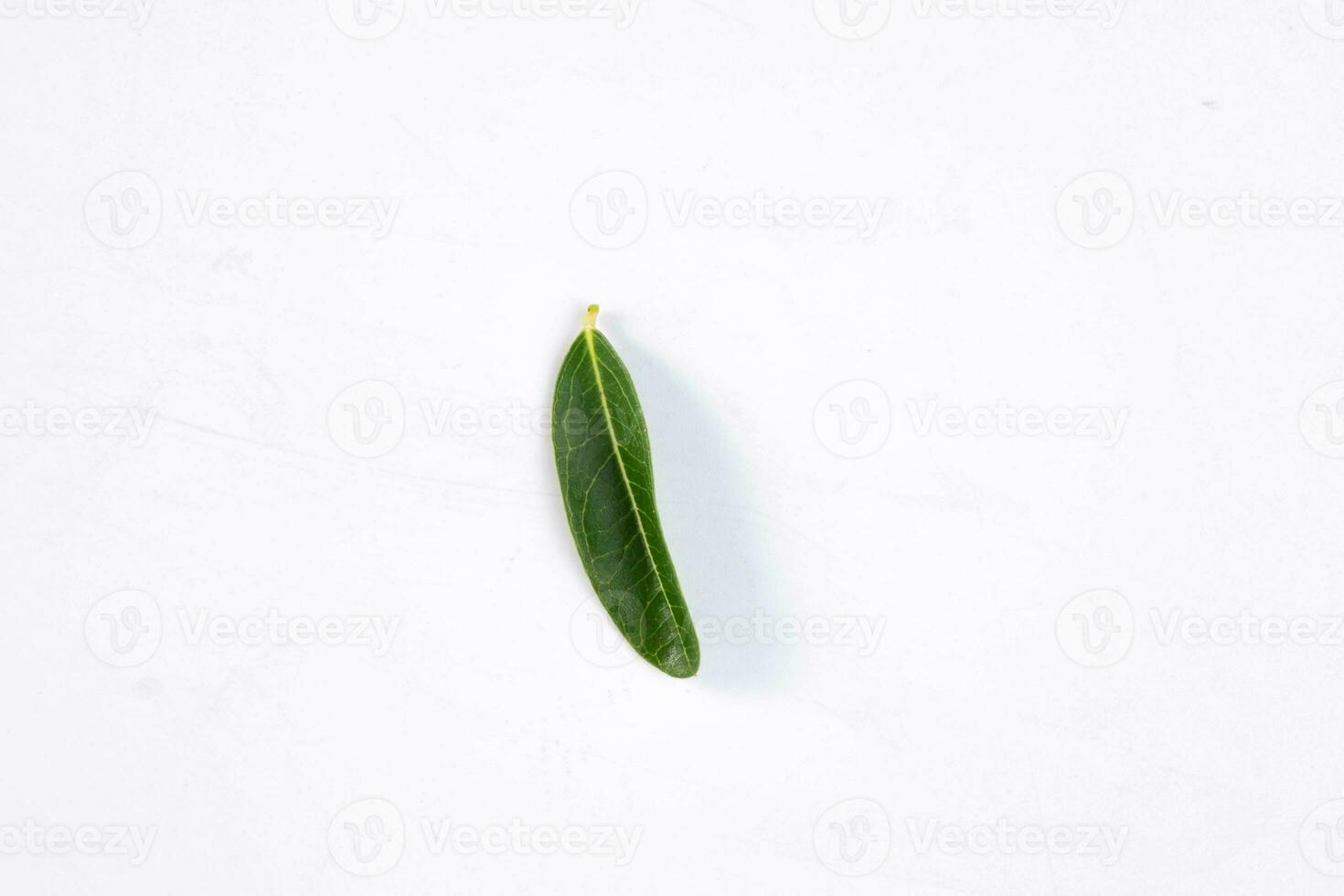 One green leaf of a tropical tree isolated on white background. photo