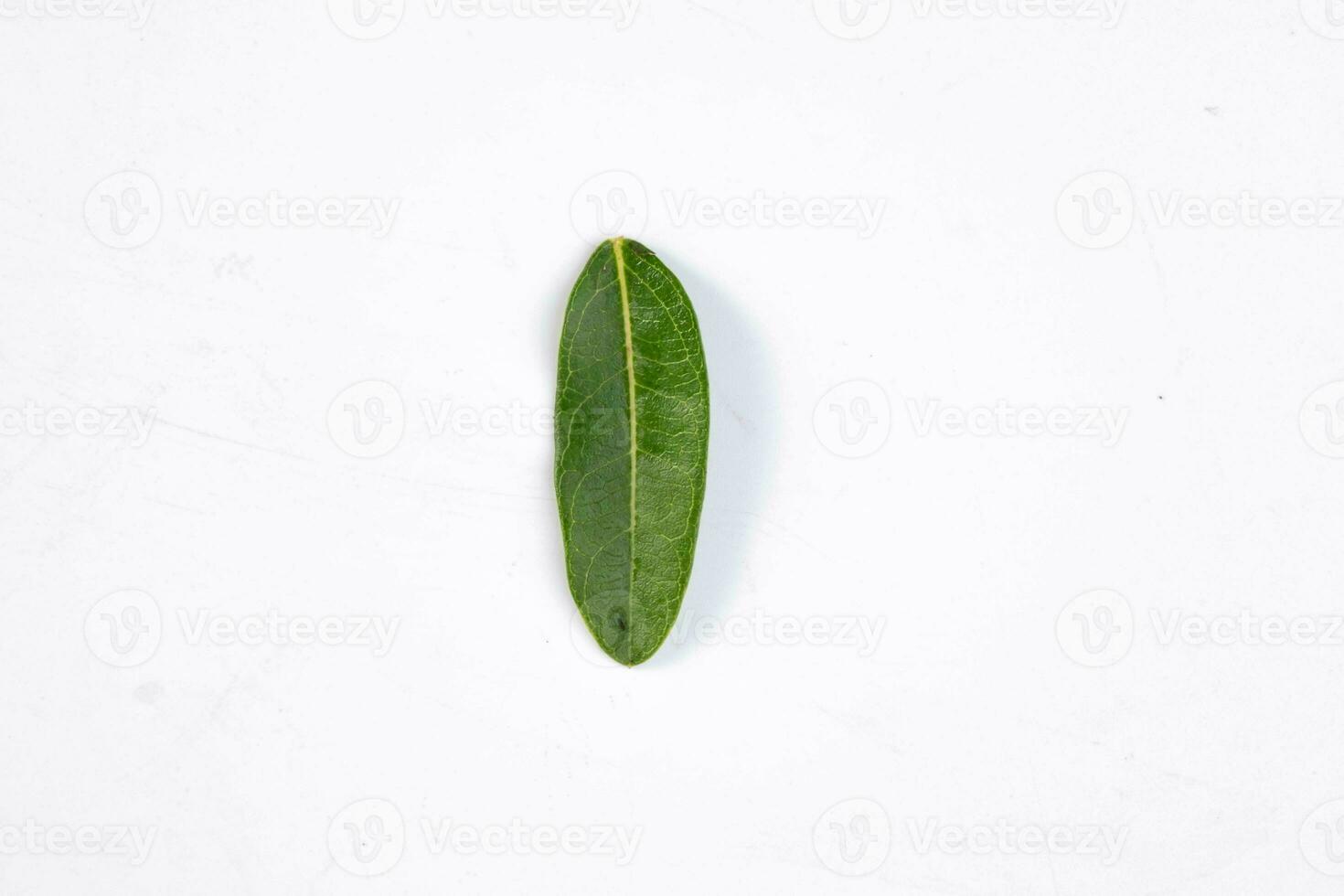 One green leaf of a tropical tree isolated on white background. photo