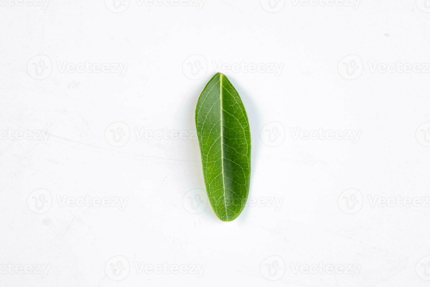 uno verde hoja de un tropical árbol aislado en blanco antecedentes. foto