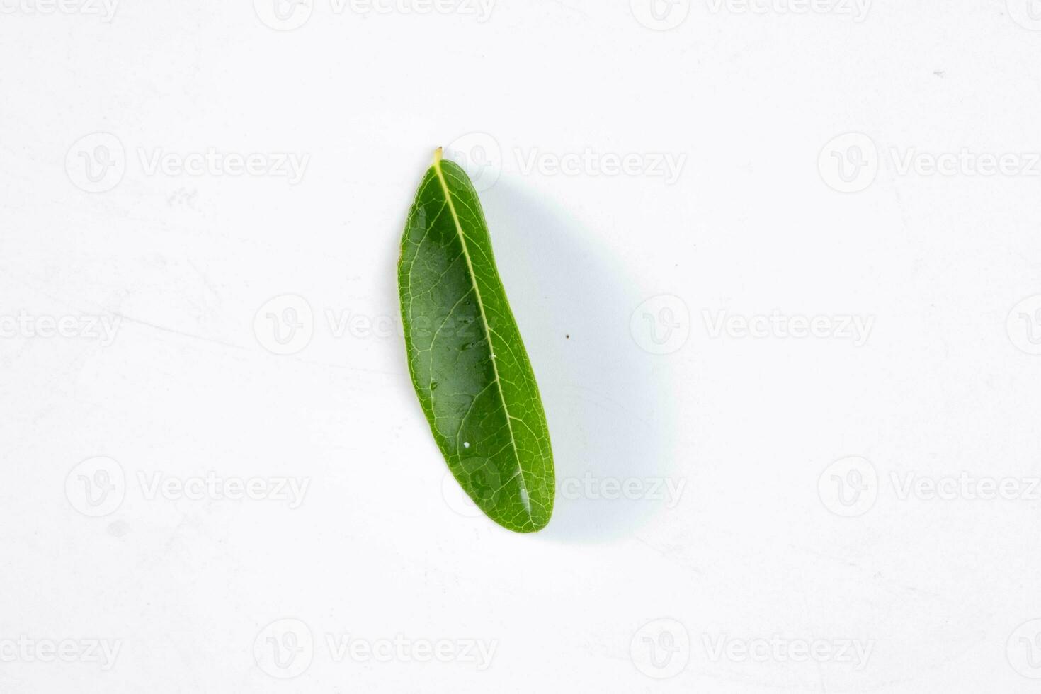One green leaf of a tropical tree isolated on white background. photo