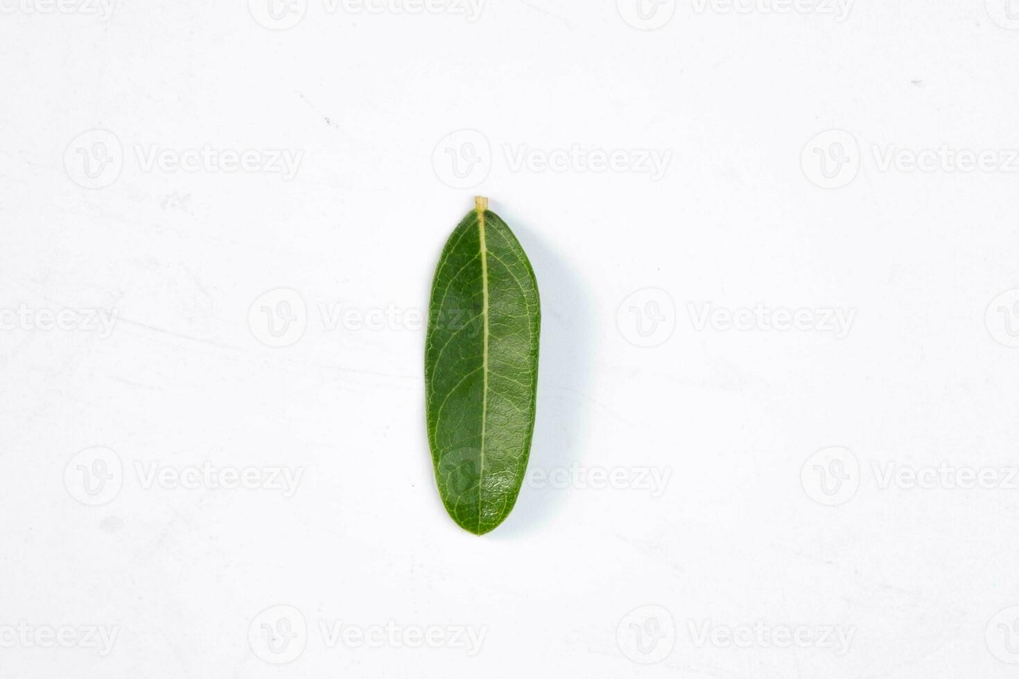 One green leaf of a tropical tree isolated on white background. photo