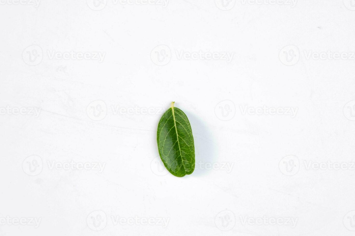 One green leaf of a tropical tree isolated on white background. photo